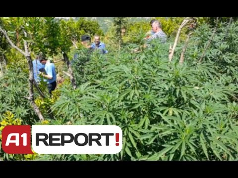 A1 Report - Krujë, asgjësohen rreth 200 mijë rrënjë kanabis, në kërkim autorët
