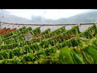 Kultivimi i duhanit, fermerët: Shteti të na gjejë treg, jo të na marrë mundin