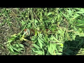 Operacione në Shkodër, Lezhë e Vlorë asgjësohen dhe 7 mijë rrënjë kanabis