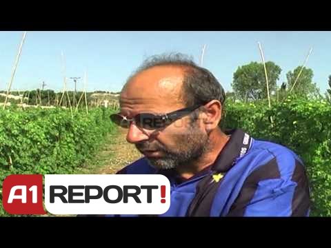 A1 Report - Anglezët refuzojnë kastravecin, 60 mln lekë dëm për fermerët lushnjarë