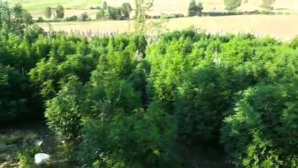 Vlorë, mbollën kanabis në oborret e banesave, arrestohen 1 burrë dhe 1 grua