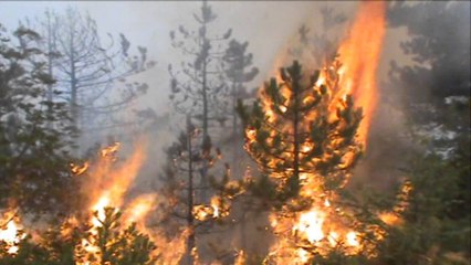 Zjarret në pyje. Era e fortë pengon shuarjen e flakës