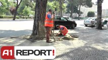 A1 Report - Vijon pastrimi i Tiranës, Veliaj ndjek aksion dhe e dokumenton