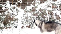 Siberian Husky Dog playing in the Snow