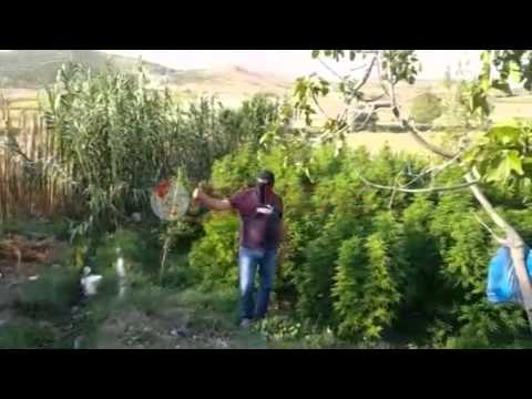 Nga veriu në jug, mijëra rrënjë kanabis të djegura nga policia- Ora News- Lajmi i fundit-