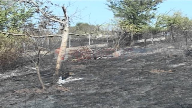 Lezhë, në 30 min digjen 10 hektarë me pemë frytore dhe ullishte në fshatin Rraboshtë- Ora News