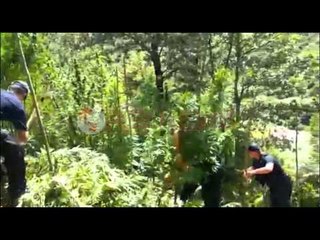 FNSH e RENEA “mësyjnë” Dukagjinin, deri tani u asgjësuan 65 parcela me kanabis- Ora News-