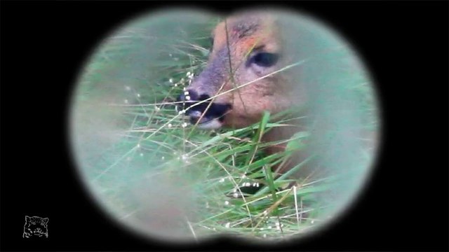 Chevrette dans les hautes herbes