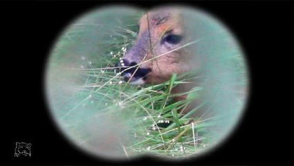 Chevrette dans les hautes herbes
