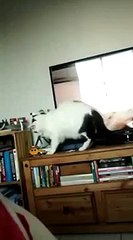 Yaramazlık yapacakken geri vites yapan kedi