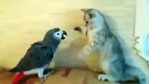 Loro Ataca Al Gatito!! ★ Gato divertido gato chistoso gato tierno loco risa humor