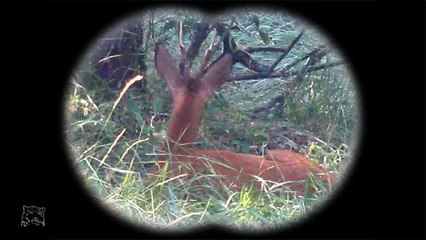 Brocard dans les hautes herbes