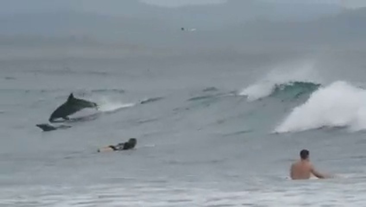 Des dauphins qui accompagnent des surfeurs