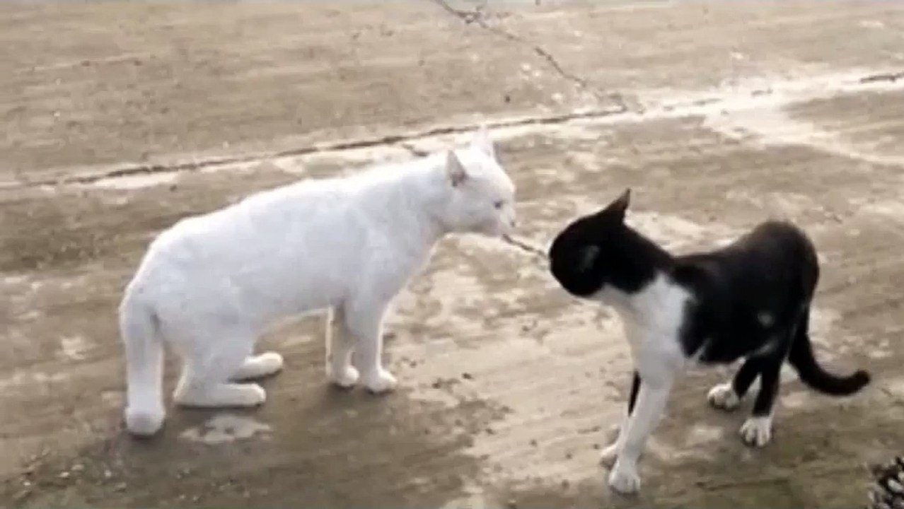 whatsapp funny videos 2016 2015   cat fight viral video   funny videos   whatsapp funny videos