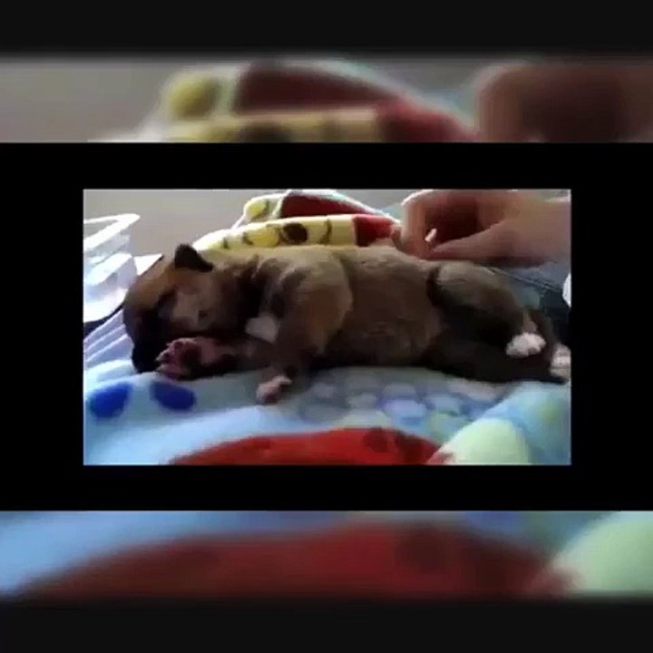 cute dogs
