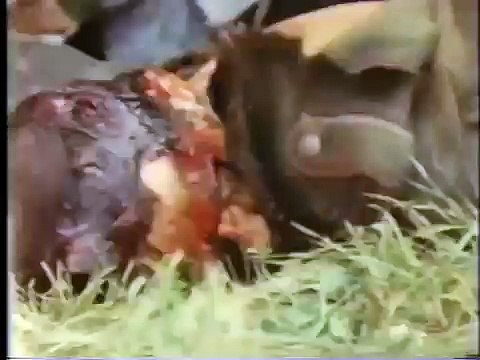 Hitler Luftwaffe Air War Dog Fights Over Nazi Germany