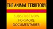 Documentary National Geographic: Animals´s Cemetery River- Lions & Crocodiles Attacks