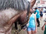 Big Belgian Coldblood horse licking me!