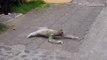 حيوان الكسلان يعبر الشارع في كوستاريكا