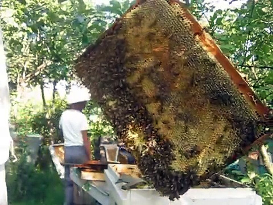 Layens camera de vizita