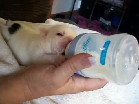 puppy drinking bottle