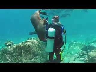 Diver Swim & Play With friendlyl Sea Lion