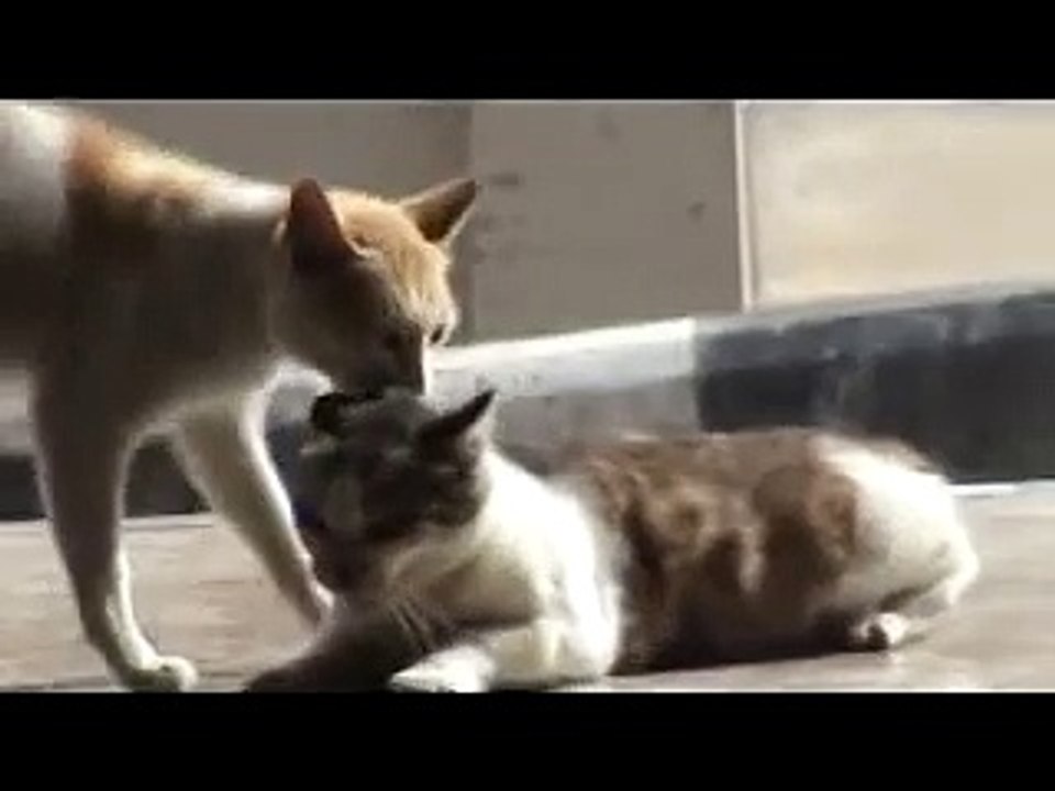 Ultimate Copulation