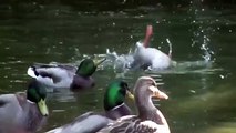 Slowmotion Ducks impressive shots of ducks washing themselves -) Enten waschen in Zeitlupe