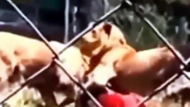 Animals attacking people Animal Attacks On Humans Most Shocking Attacks Caught On Tape YouTube