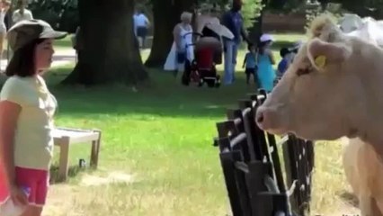 When Animal Attack , Animal Attack Human Funny Compilation [ HD VIDEOS ]