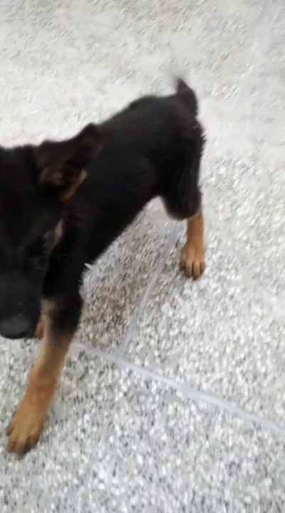 My Cute Tiger German Shepherd - 4 Week old