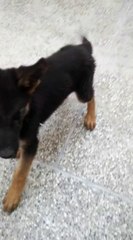 My Cute Tiger German Shepherd - 4 Week old