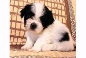 Funny Dog Shih Tzu Vines - Dogs Animal and Puppies Videos