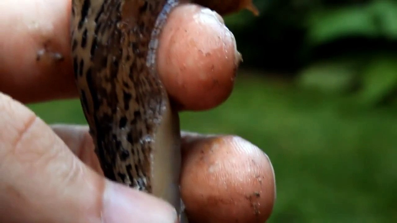 Slimy Tiger Slug on my Hand - very strange Slime Movement(eklige Nackt-Schnecke/Tiger-Schnegel)Weird