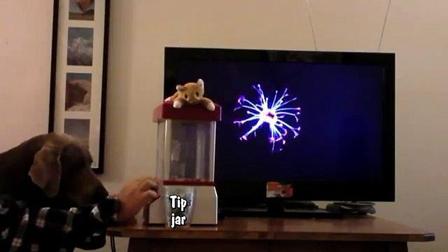 FUNNY DOG WITH HUMAN HANDS STEALS MONEY FOR CLAW MACHINE