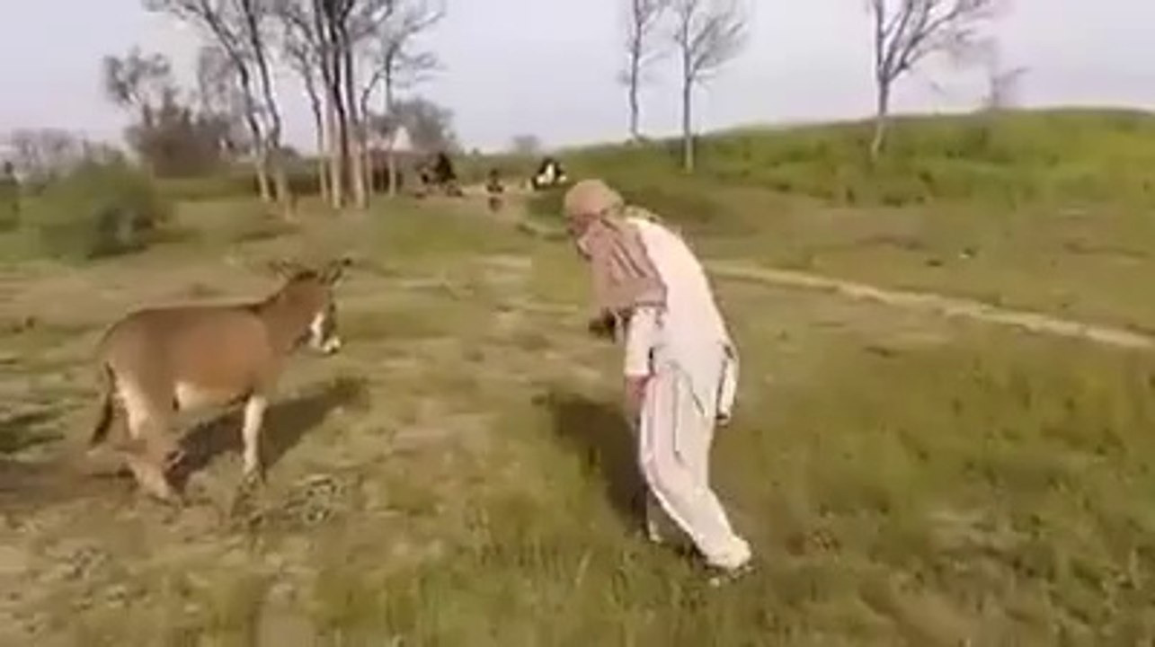 hide and seek with donkey