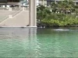 Jen Swims with the Dolphins