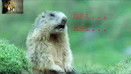 Funny Talking Animals Walk On The Wild Side Preview MP4