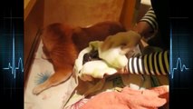 Akita Inu giving birth ☆ Animals Giving Birth