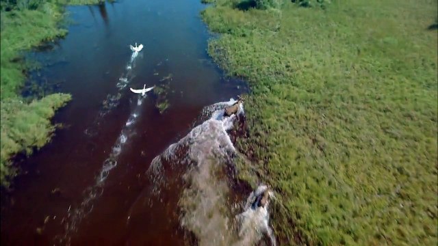 Alaska: Spirit Of The Wild (1998) - Charlton Heston - Trailer (Documentary, Family)