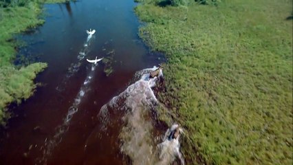 Alaska: Spirit Of The Wild (1998) - Charlton Heston - Trailer (Documentary, Family)