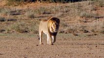 Free Stock Footage Male Lion Walking on a Dusty Plain - Africa Travel Channel in HD