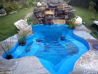 My backyard pond