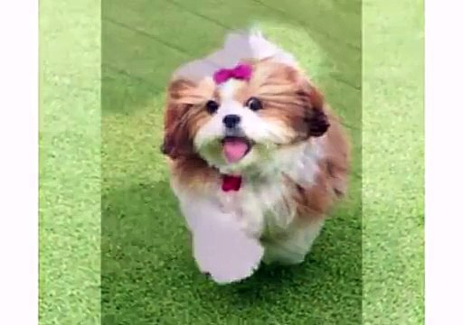 Puppy Shih Tzu and Dogs Animal - Funny Dog Videos