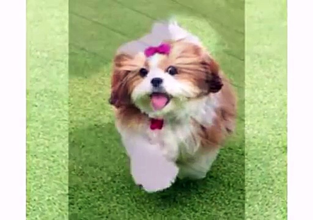 Puppy Shih Tzu and Dogs Animal - Funny Dog Videos