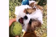 Cute Puppy Shih Tzu Animal Dog Playing Videos