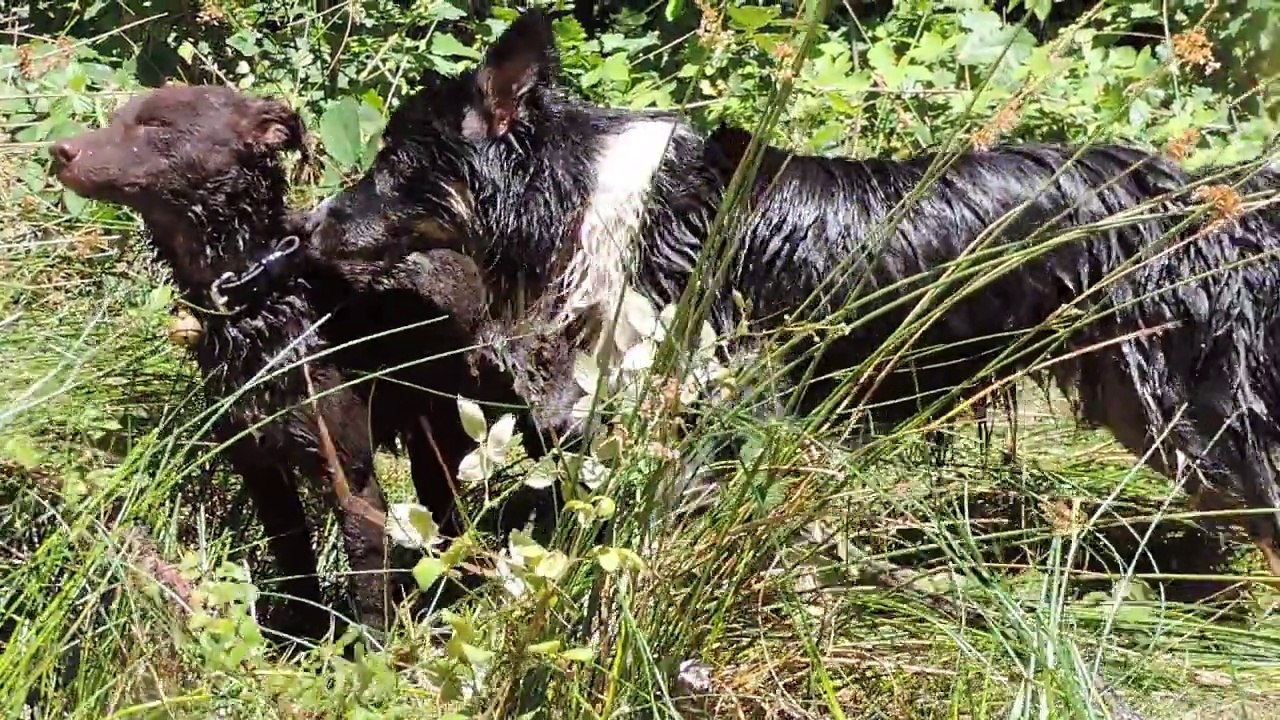 Le Rakuen promenades 2015-07 Jazz HD