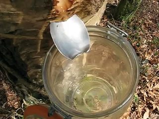 Eau, Sève de Bouleau