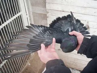 Николаевские голуби     г. Хмельницкий