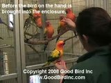 Training Mutiple Parrots- Conures!